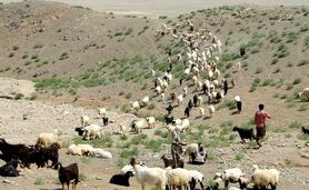 افزایش تولید گوشت عشایر به ۲۰۰۰ تن در سال

