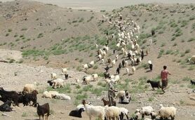 افزایش تولید گوشت عشایر به ۲۰۰۰ تن در سال

