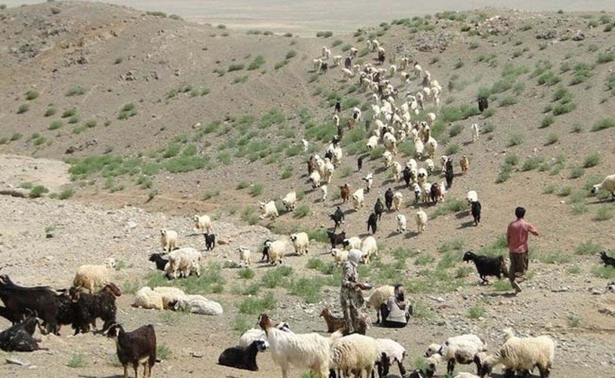 افزایش تولید گوشت عشایر به ۲۰۰۰ تن در سال

