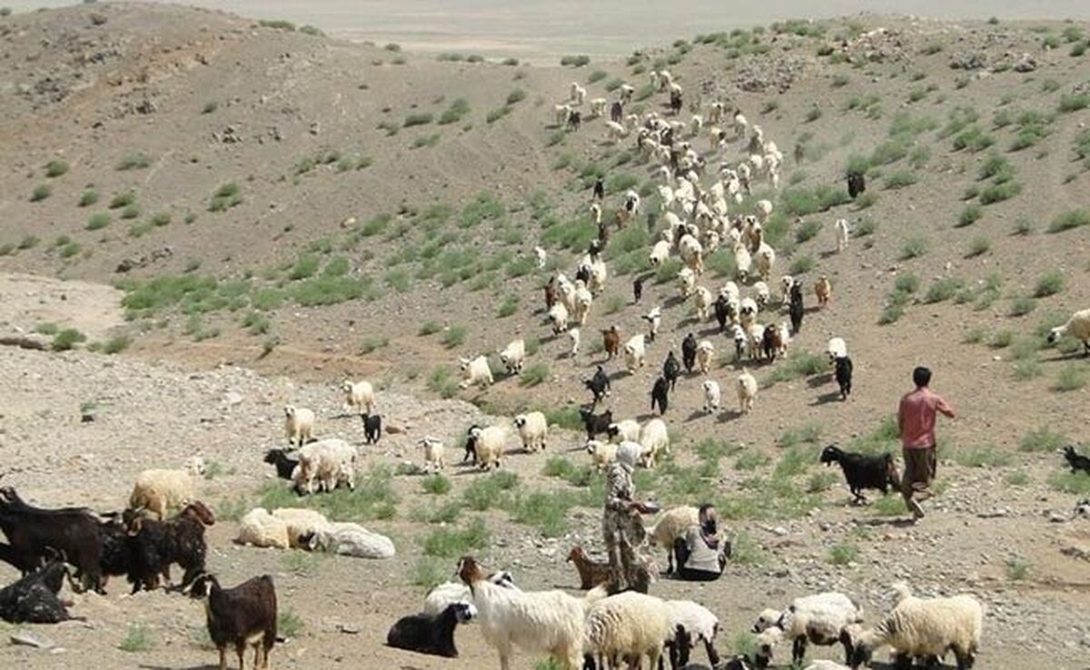 افزایش تولید گوشت عشایر به ۲۰۰۰ تن در سال

