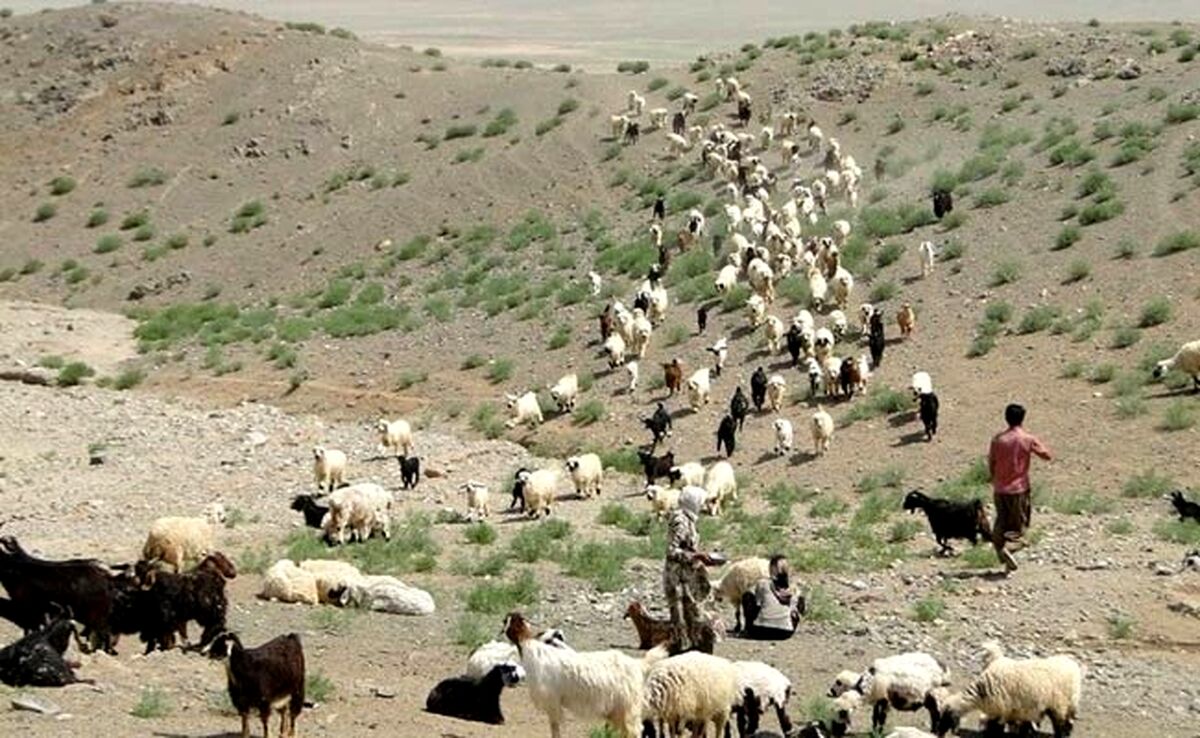 افزایش تولید گوشت عشایر به ۲۰۰۰ تن در سال

