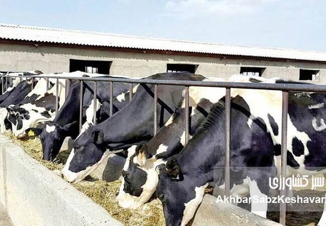 کشف جهش ژنتیکی در گوساله‌های ناتوان از ایستادن؛ هشدار به دامداران
