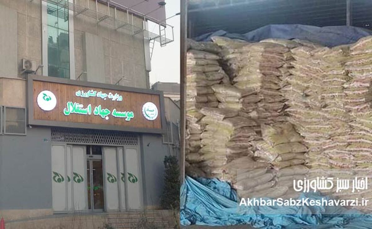 ۶۰ هزار تن برنج تعزیراتی؛ گزارش رسمی از پرونده جهاد استقلال+ نامه