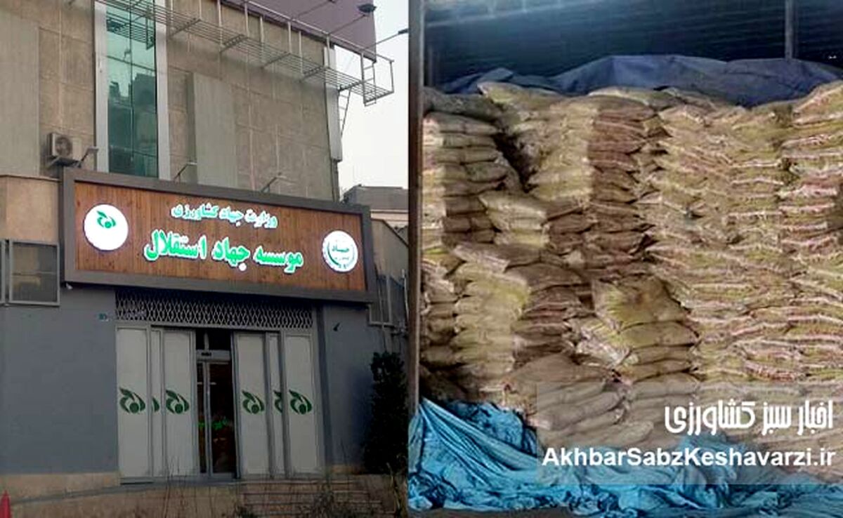 ۶۰ هزار تن برنج تعزیراتی؛ گزارش رسمی از پرونده جهاد استقلال+ نامه