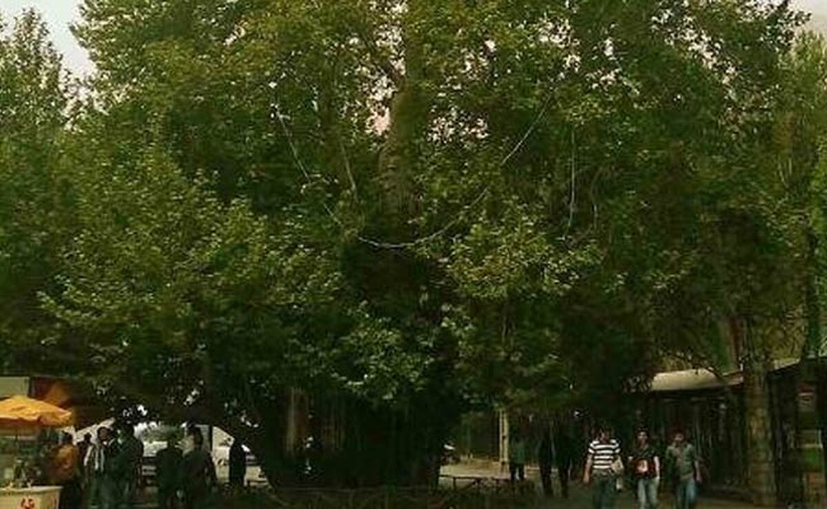 درختی که فرهاد برای شیرین کاشت کجاست؟

