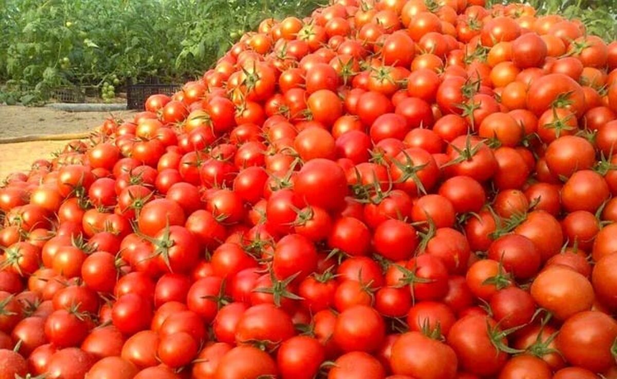توزیع روزانه ۴۵۰ هزارتن گوجه فرنگی/ قیمت هر کیلو گوجه چند؟


