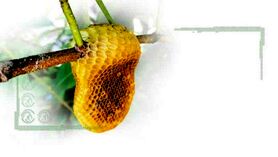 زنبورها و لانه‌های شش‌ضلعی