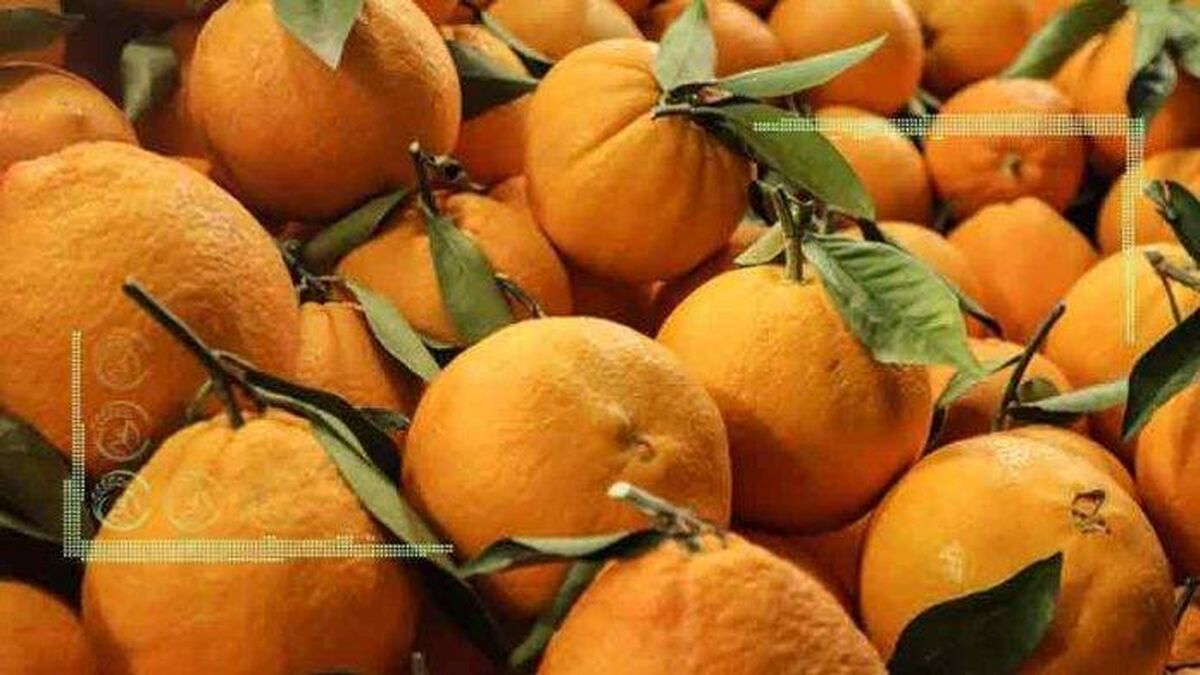  نارنگی مازندران در راه روسیه