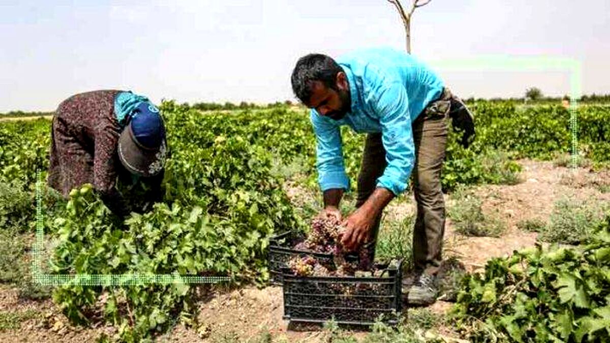 کمبود کود کشاورزی در استان ایلام