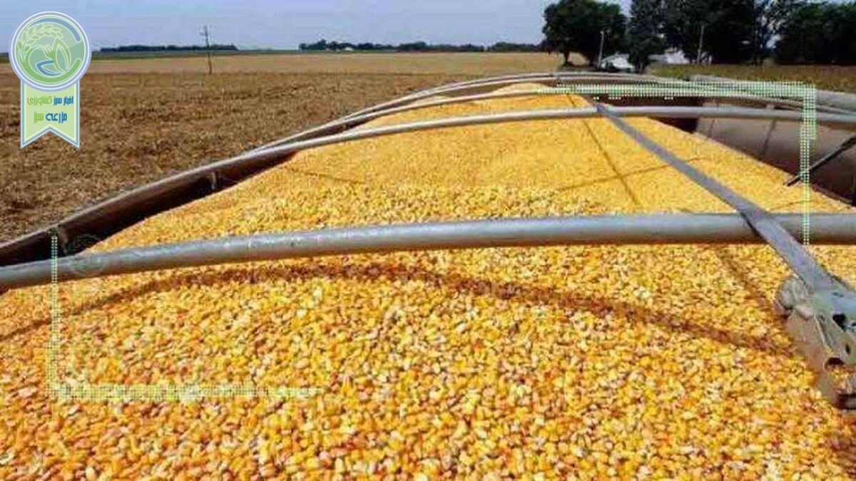 نهاده‌های دامی هم از دریافت ارز بی نصیب ماندند