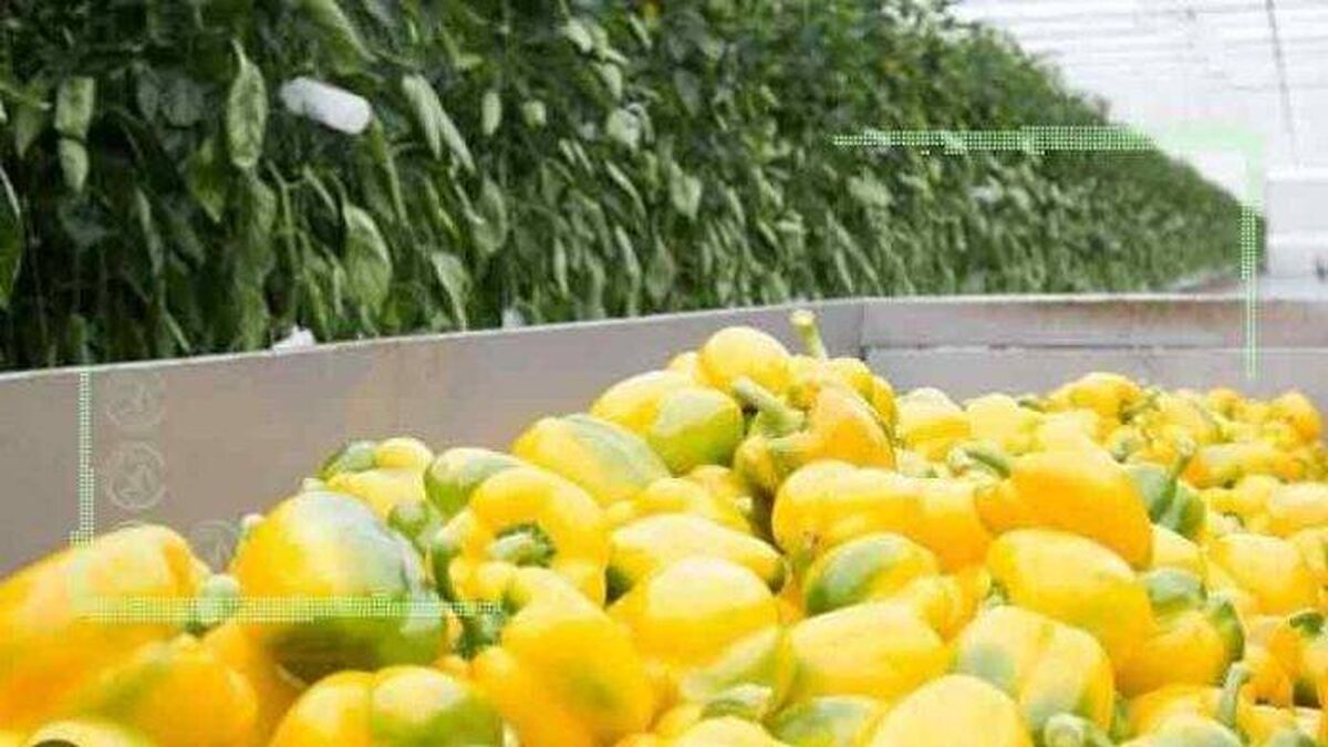   تولیدات گلخانه‌ای، ابربحران آینده بازار کشاورزی