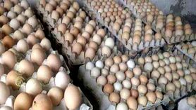 قیمت تخم مرغ منطقه ای شد