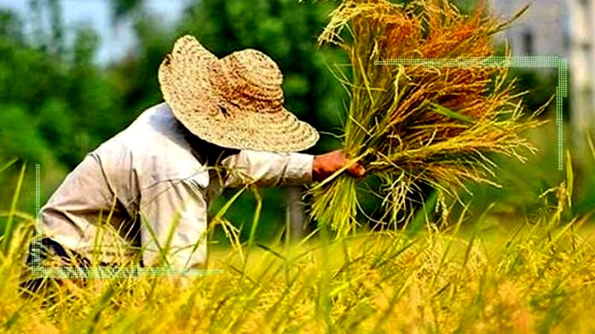 مشوق‌های دولت برای کشت قراردادی