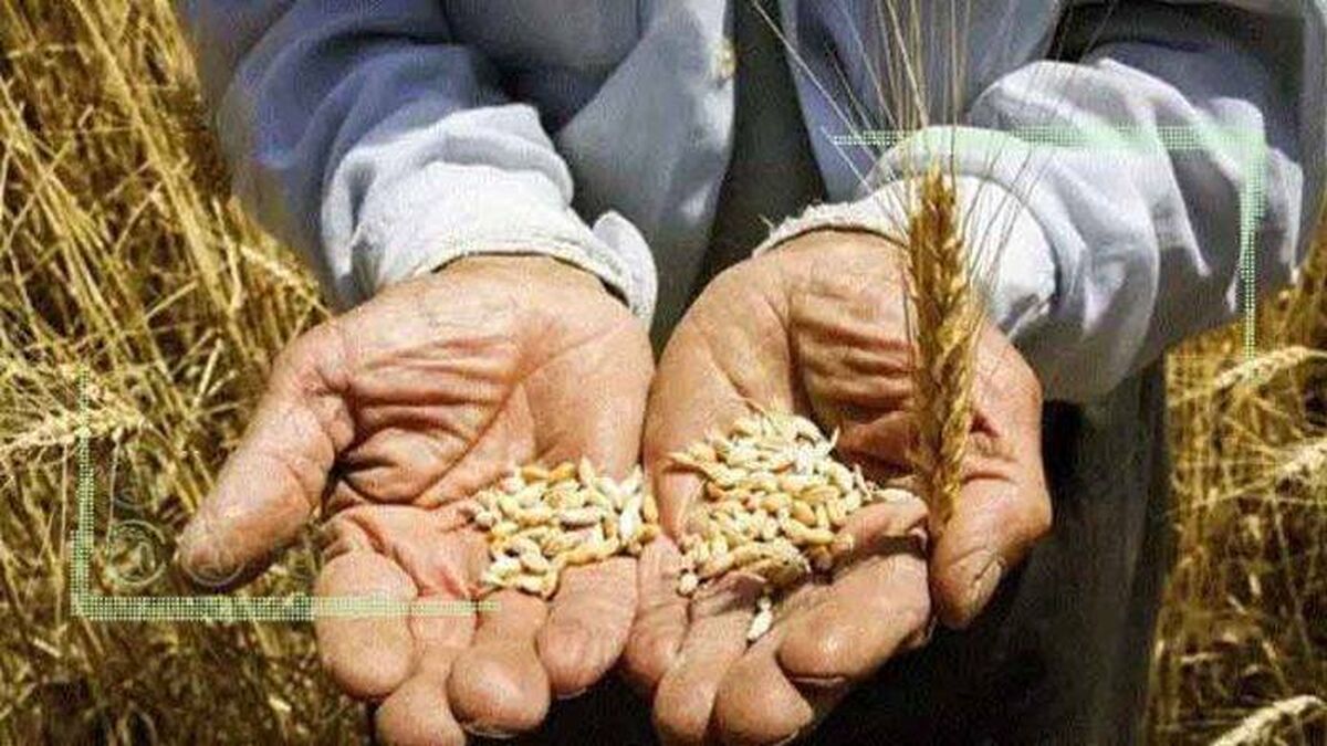 کشاورز پولی برای خرید بذر ندارد!