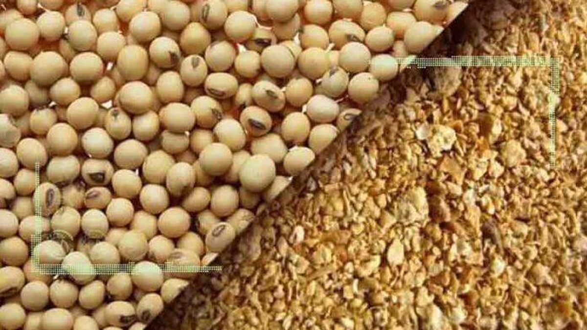  حمل و ترخیص روزانه بیش از ۱۵ هزارتن کنجاله سویا