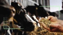 صرفه‌جویی ارزی از غذای گاو و گوسفند