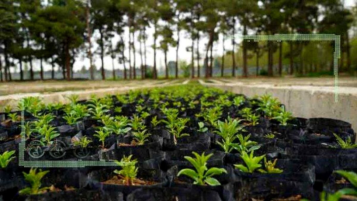 تولید ۲۴۸ میلیون نهال برای طرح کاشت یک میلیارد درخت