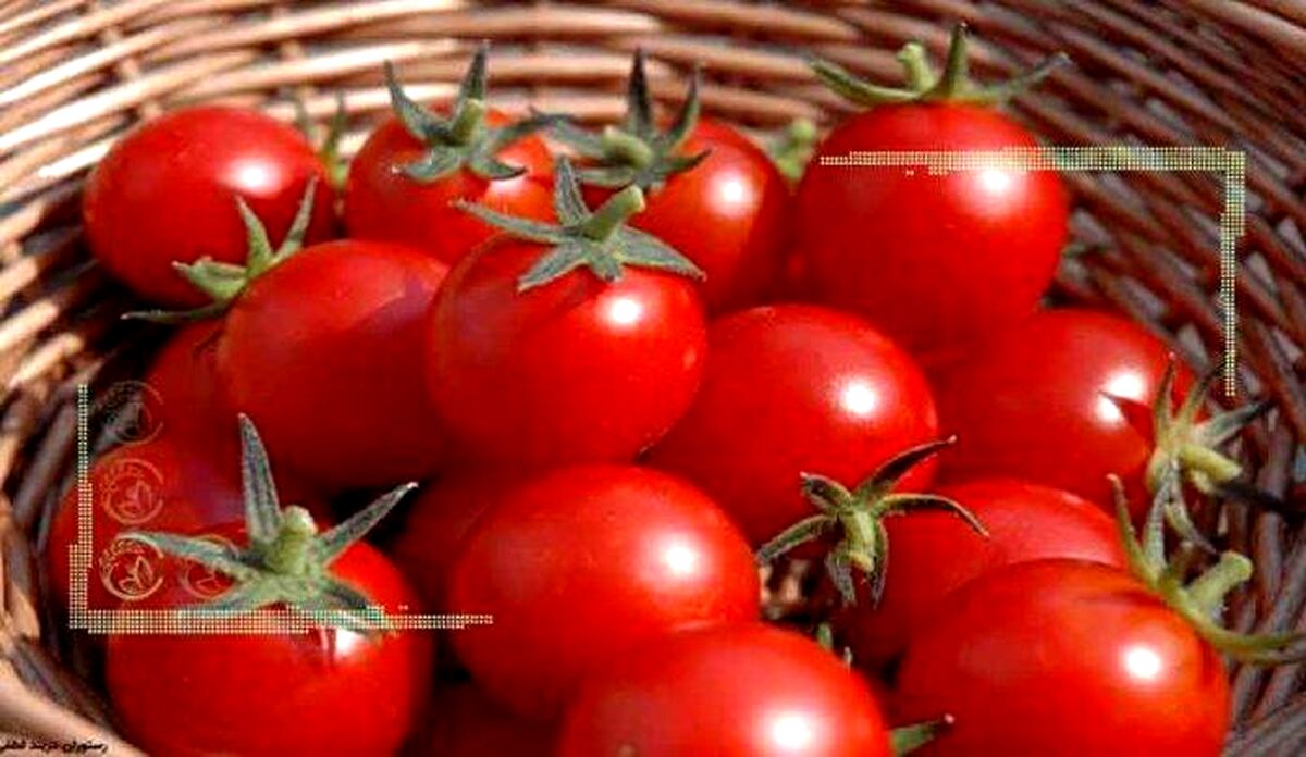 افزایش برداشت ‌گوجه‌ فرنگی در کشور