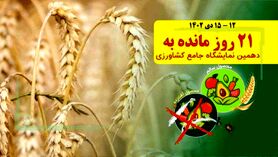تاثیر کودهای تولیدی ریشه ذرت بر محصول گندم