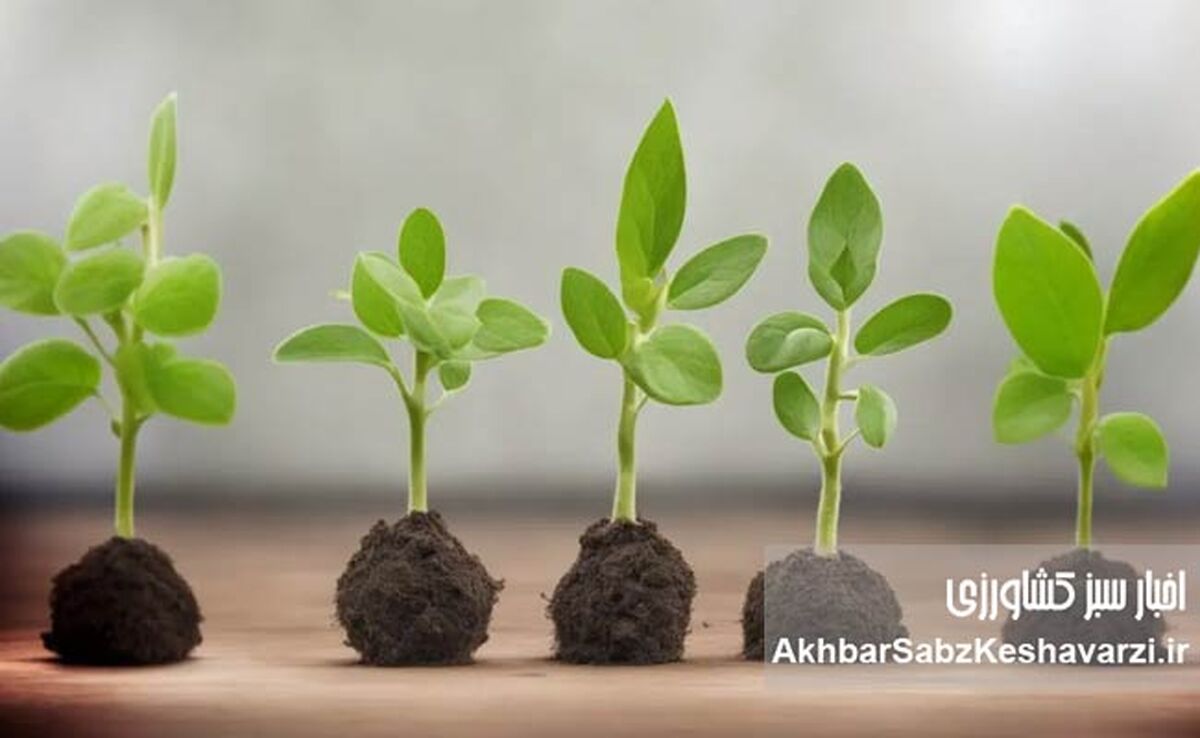 کشت توأم گیاهان؛ راهکاری طبیعی برای کاهش مصرف کود شیمیایی