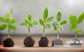 کشت توأم گیاهان؛ راهکاری طبیعی برای کاهش مصرف کود شیمیایی