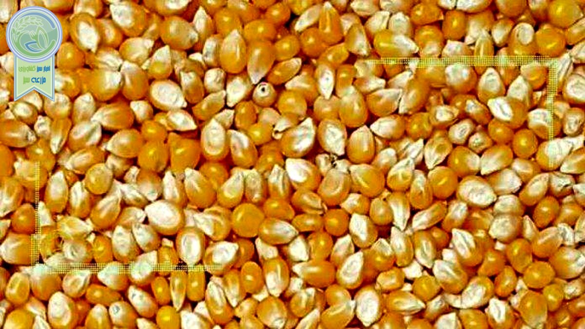 عقب‌نشینی قیمت جهانی ذرت