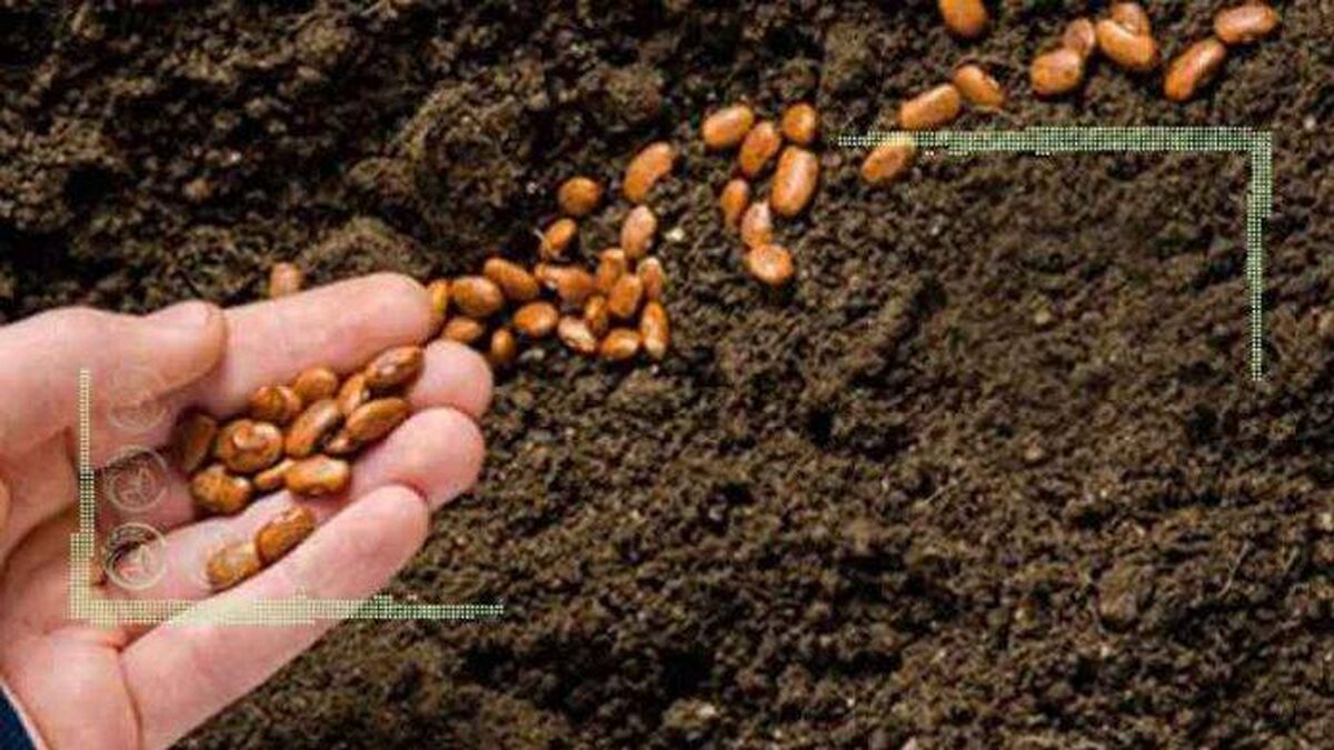 ضرورت واردات بذرهای هیبریدی