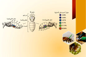چگونگی مصرف کنه‌کش‌ها در کندوها

