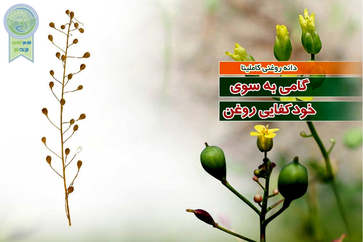 دانه روغنی کاملینا گامی به سوی خودکفایی روغن

