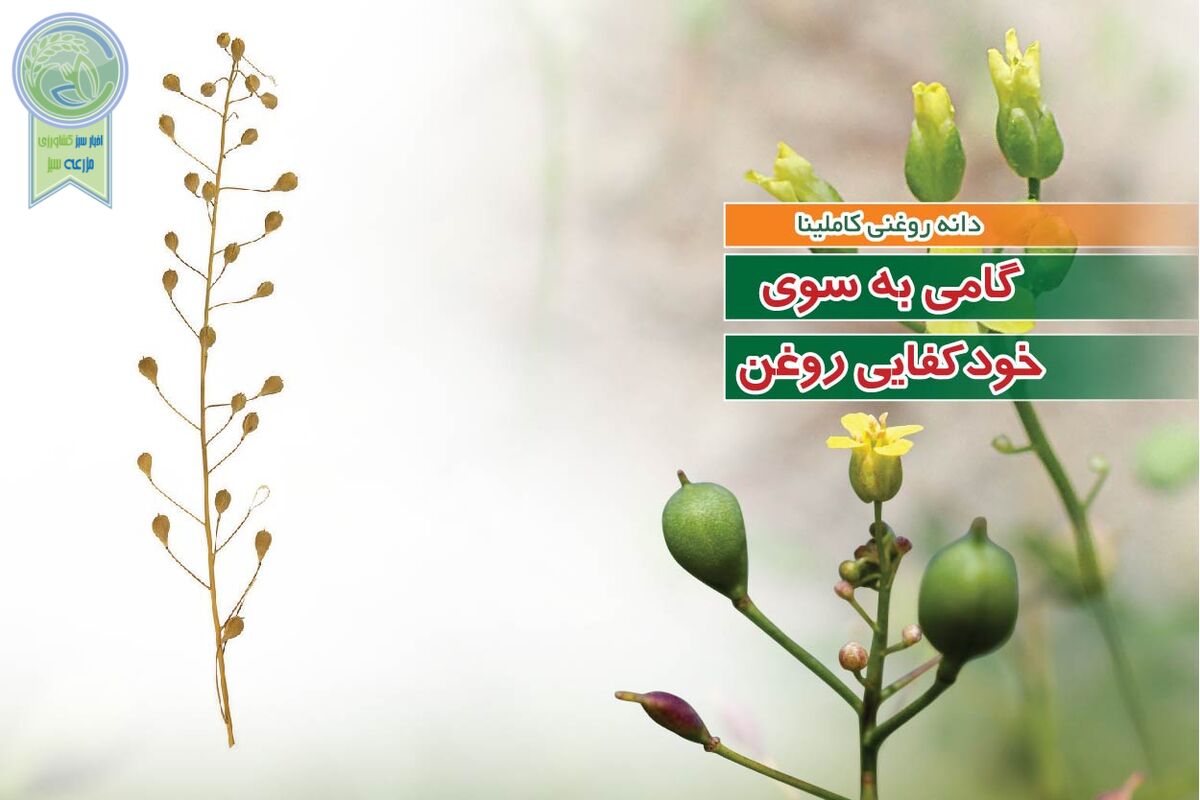 دانه روغنی کاملینا گامی به سوی خودکفایی روغن

