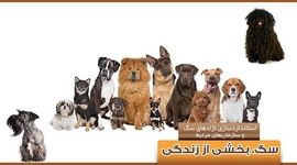 استانداردسازی نژاد‌های سگ و سازمان‌های مرتبط