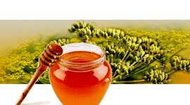 عسل تک گل رازیانه