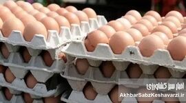 چرا تخم‌مرغ ۲۵۰ هزار تومانی شد؟ ریشه جهش ۶۰ درصدی قیمت و شکاف مصوب تا مصرف در بازار نهاده و توزیع