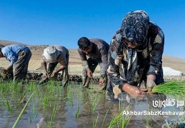 بیماری «تب شالیزار» را بیشتر بشناسیم