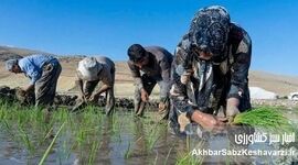 بیماری «تب شالیزار» را بیشتر بشناسیم