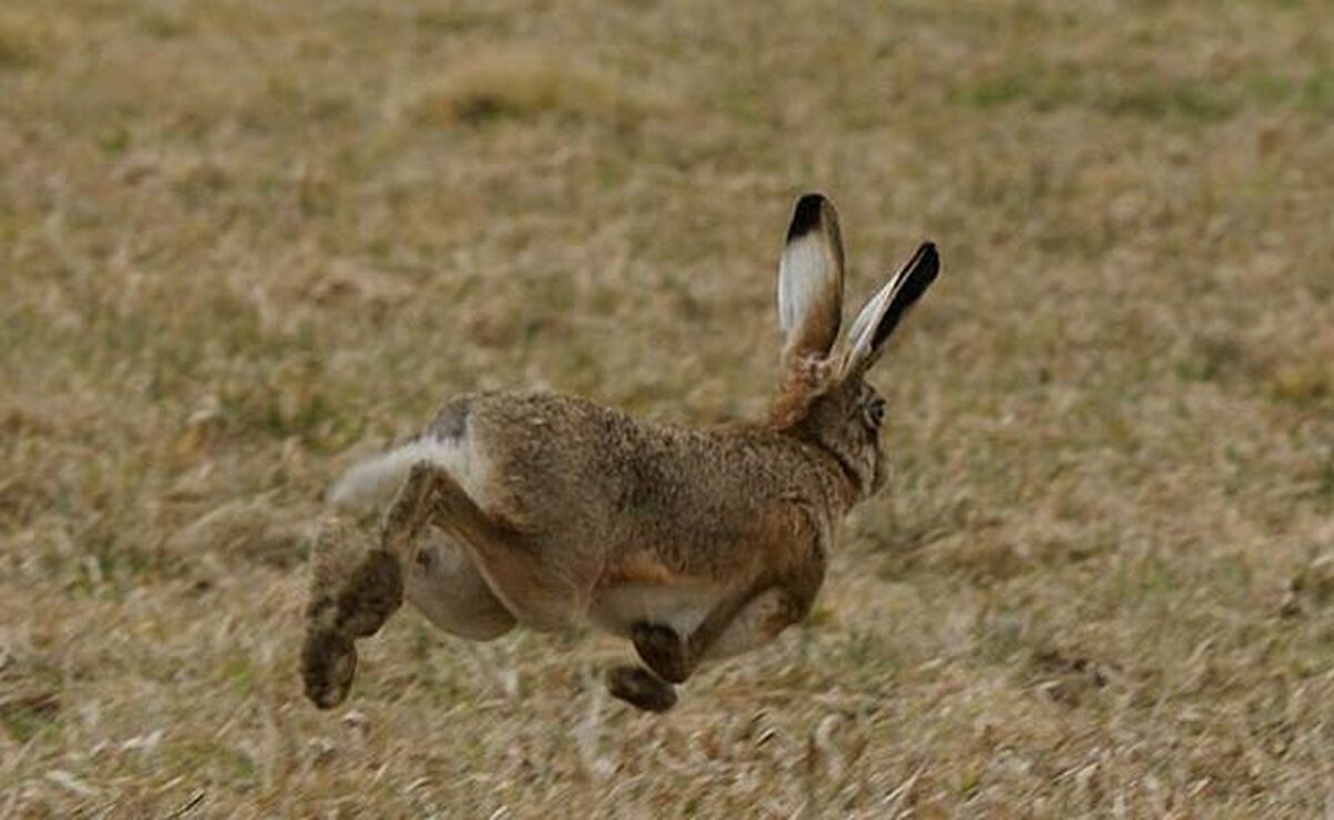 ابتکار عمل چینی‌ها در احیای بیابان‌ها با خرگوش+ ویدئو

