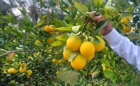 ذخیره سازی 17 هزار تن مرکبات در ساری


