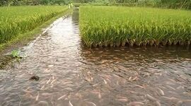 تلفیق کشاورزی و پرورش ماهی+ ویدئو

