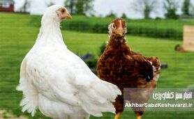 پایداری صنعت مرغداری؛ چگونه؟