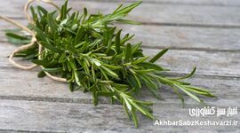 ۷ مکمل طبیعی که در هوای سرد عملکرد مغز را تقویت می‌کنند