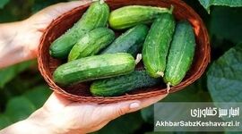 قسمت‌های سمی سبزیجات را بشناسید
