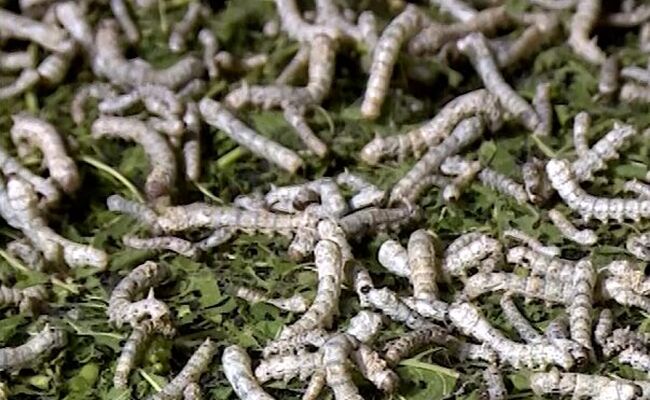 کود فضولات کرم ابریشم موتور محرک اقتصاد چرخشی در مزارع