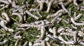 کود فضولات کرم ابریشم موتور محرک اقتصاد چرخشی در مزارع