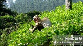 روز جهانی چای؛ از عطر لاهیجان تا پیوند انسان با خاک سالم
