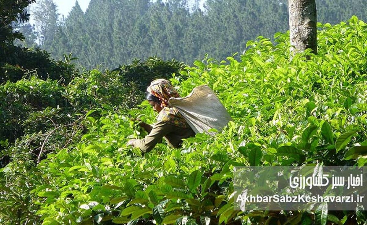 روز جهانی چای؛ از عطر لاهیجان تا پیوند انسان با خاک سالم