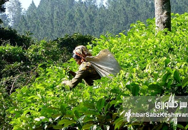 روز جهانی چای؛ از عطر لاهیجان تا پیوند انسان با خاک سالم