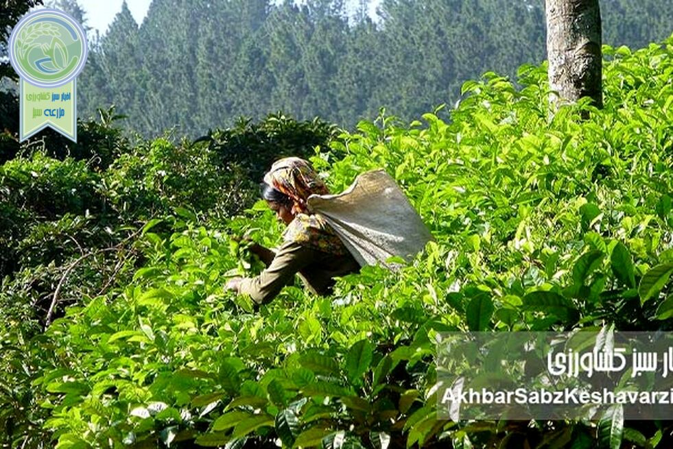 روز جهانی چای؛ از عطر لاهیجان تا پیوند انسان با خاک سالم