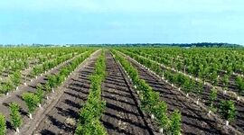 کاشت ۵۰ میلیارد درخت در خاورمیانه

