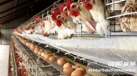 بحران قیمت تخم مرغ در مرغداری‌ها: مرگ تدریجی تولید در راه است؟