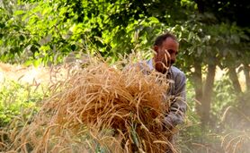 قیمت ۳۲ قلم کالای اساسی برای سال زراعی جدید تعیین شد

